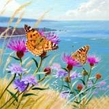 British Butterflies - New ! card range : BB02 PAINTED LADY 