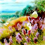 British Butterflies - New ! card range : BB 11  LARGE WHITE