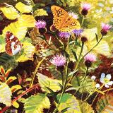 British Butterflies - New ! card range : BB22 Silver Washed Fritillary