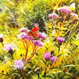 British Butterflies - New ! card range : BB27 NEW!  PEACOCK, WHITE  
