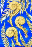 Botanic Gold  NEW !  card range : BG17 FERN FRONDS BLUE 