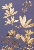 Botanic Gold  NEW !  card range : BG24  Sweet Woodruff
