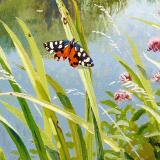 British Butterflies - New ! card range : BB19  SCARLET TIGER MOTH