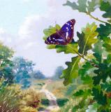 British Butterflies - New ! card range : BB18 PURPLE EMPEROR