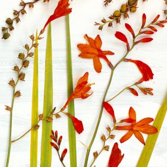 Flower Press -all seasons card range : FP40 CROCOSMIA  