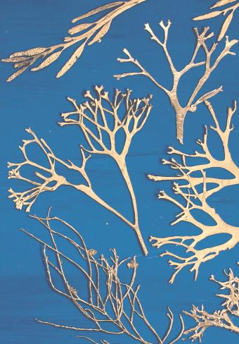 Flower Press -all seasons card range : BG01 SEAWEED
