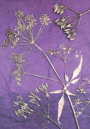 Flower Press -all seasons card range : BG06 MAYFLOWER 