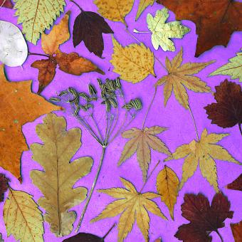 Flower Press -all seasons card range : FP 05 Autumn Collage 