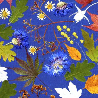 Flower Press -all seasons card range : FP15  Cornflower 
