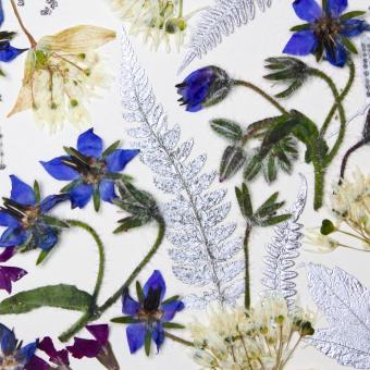 Flower Press -all seasons card range : FP33  Borage 