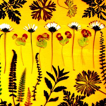 Flower Press -all seasons card range : FP43 DAISY DANCE