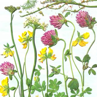 Flower Press -all seasons card range : NEW! FP45 CLOVER MEADOW 