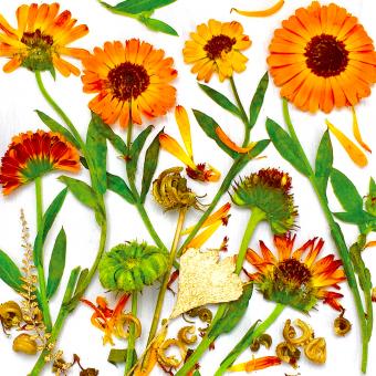 Flower Press -all seasons card range : NEW! FP46 CALENDULA