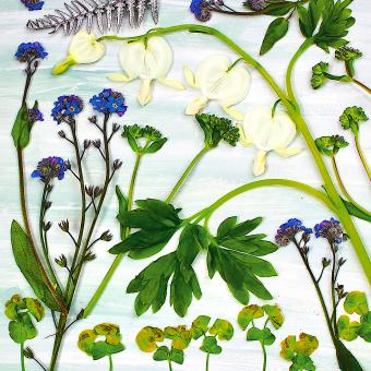 Flower Press -all seasons card range : NEW!  FP52 Dicentra 