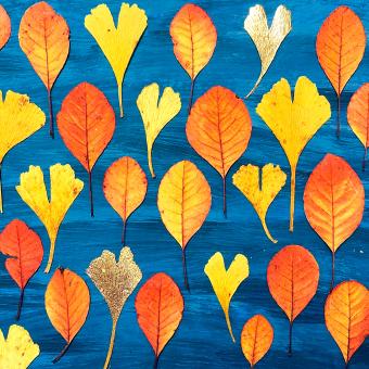 Flower Press -all seasons card range : NEW FP54 Cotinus & Gingko