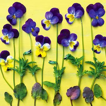 Flower Press -all seasons card range : NEW! FP55  VIOLAS 