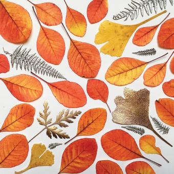 Flower Press -all seasons card range : NEW! FP59 Cotinus Collage