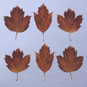 Flower Press -all seasons card range : NEW! Viburnum LP15 