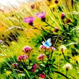 British Butterflies  card range : BB 04  CHALKHILL BLUE