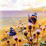 British Butterflies  card range : BB 05  RED ADMIRAL