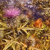 British Butterflies  card range : BB 12  GATEKEEPER 2
