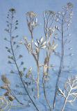 Botanic Gold  NEW !  card range : BG03 SHEPHERD'S PURSE
