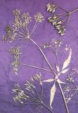 Botanic Gold  NEW !  card range : BG06 MAYFLOWER 