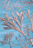 Botanic Gold  NEW !  card range : BG09 MARINE 