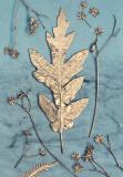 Botanic Gold  NEW !  card range : BG12 AUTUMN OAK 
