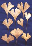 Botanic Gold  NEW !  card range : BG13 GINGKO