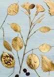 Botanic Gold  NEW !  card range : BG20 HONESTY 