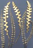 Botanic Gold  NEW !  card range : BG 23 SMALL FERNS 