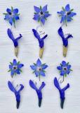 Botanic Gold  NEW !  card range : NEW! BG28 Borage & Salvia