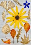 Botanic Gold  NEW !  card range : New! BG31 Rudbeckia