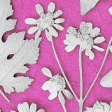 Flower Press -all seasons card range : FP 06 Silver Daisy