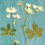 Flower Press -all seasons card range : FP21 ASTRANTIA 