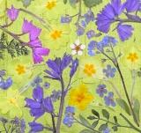 Flower Press -all seasons card range : FP22 Spring Flowers 2