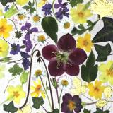 Flower Press -all seasons card range : FP 24  Hellebore 