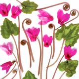Flower Press -all seasons card range : NEW! FP26A  Wild Cyclamen