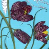 Flower Press -all seasons card range : FP29 Snake's Head Fritillary