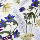 Flower Press -all seasons card range : FP33  Borage 