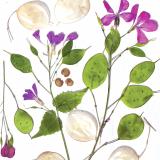 Flower Press -all seasons card range : FP38 Lunaria (Honesty)