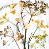 Flower Press -all seasons card range : FP39 FENNEL 