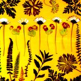 Flower Press -all seasons card range : FP43 DAISY DANCE
