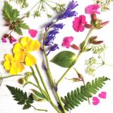 Flower Press -all seasons card range : NEW!  FP44 SPRING MEADOW 