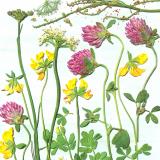 Flower Press -all seasons card range : NEW! FP45 CLOVER MEADOW 