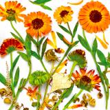 Flower Press -all seasons card range : NEW! FP46 CALENDULA