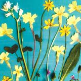 Flower Press -all seasons card range : FP48  PRIMROSES