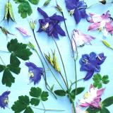 Flower Press -all seasons card range : NEW! FP49  AQUILEGIA 