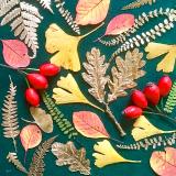 Flower Press -all seasons card range : NEW! FP50 Golden Oak